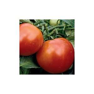  Burbank Red Slicing Tomato  Pack 