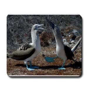  Blue footed booby   boobie boobies Cute Mousepad by 
