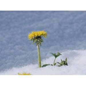  A Dandelion Pushes up Through a Late Spring Snow National 
