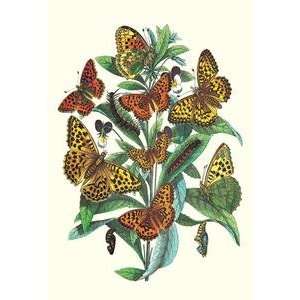   printed on 20 x 30 stock. Butterflies A. Dia, A. Lathonia, et al