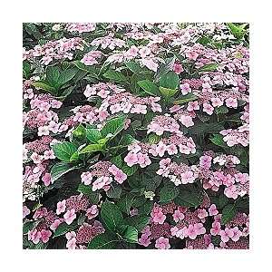  Miranda Hydrangea Patio, Lawn & Garden