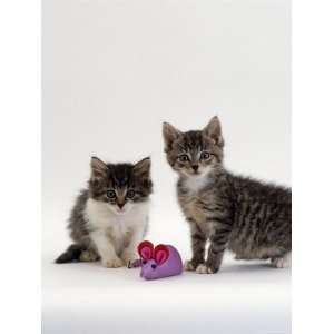  Orphan Kittens with Toy Mouse, Fit and Healthy, Five Weeks 