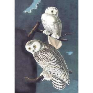  Exclusive By Buyenlarge Snowy Owl 12x18 Giclee on canvas 