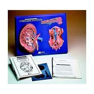 Urinary System Study Plaque  Industrial & Scientific