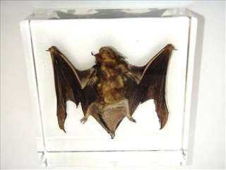 Bat Specimen   Common Pipistrelle (in clear Lucite)  