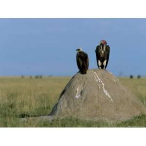  and Whitebacked Vultures (Torgos Tracheliotus and Gyps Africanus 