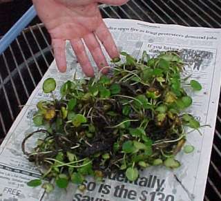   bit 25 large or 40 small floating pond plants hardy zone 6 plus  