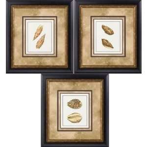  Propac Images Volute , Cone , and Leopard Framed Print Set 