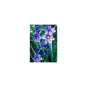 200 BLUE EYED GRASS (Western or Californian) Sisyrinchium 
