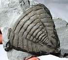 Trilobite large Trimerus delphinocephalu​s tail   New Yo