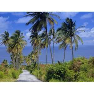  Palm Lined Road to Bathsheba, Barbados, West Indies 
