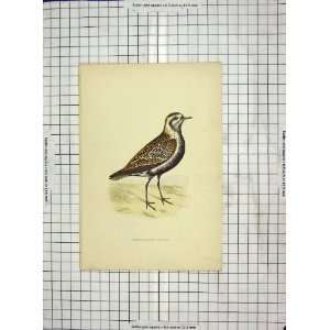    1903 Hand Coloured Print Bird Lesser Golden Plover