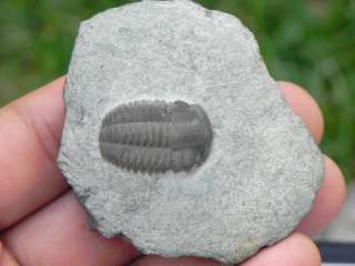   Ellipsocephalus Hoffi Cambrian 542 MILLION YEARS OLD FOSSIL   