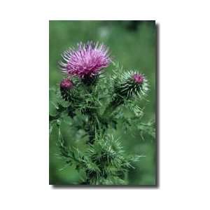 Welted Thistle Giclee Print 