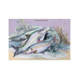  Carp Bream and Roach 20x30 poster