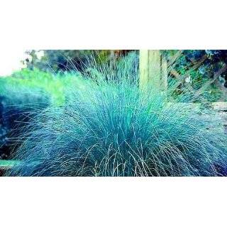 Blue Eros Love Grass 15 Seeds   Eragrostis   NEW