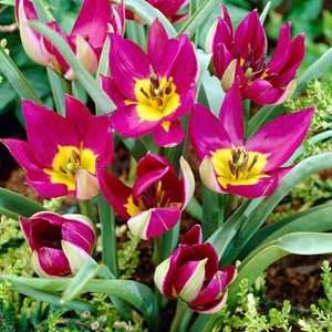  Wild Tulip Bulbs Persian Pearl Patio, Lawn & Garden