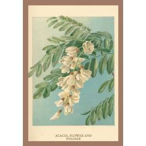  Acacia, Flower & Foliage 20x30 Canvas