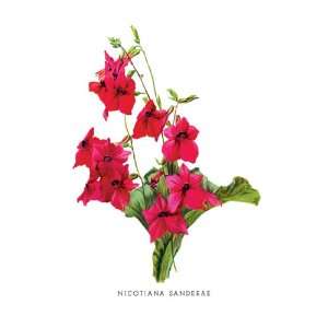  Nicotiana Sanderae 16X24 Giclee Paper