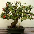 graines camelia rouge bonsai camellia japonica $ 3 64