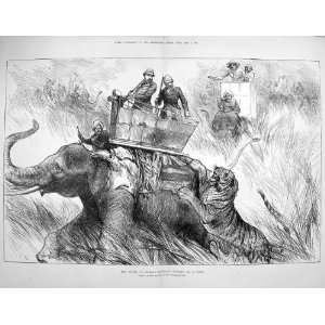  1876 Prince Wales Elephant Charged Tiger Wild Animals