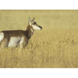  Female Pronghorn, Antilocapra Americana, North American 