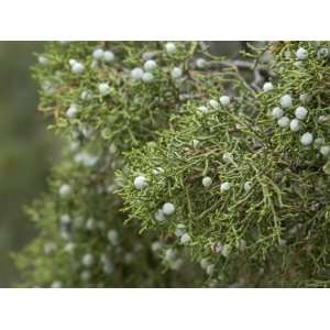 Juniper Berries, a Native Plant of Canyon De Chelly, on the Navajo 