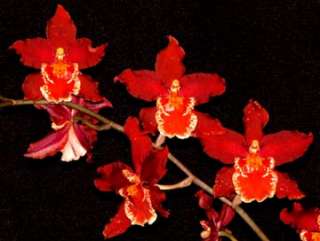 Wilsonara Pacific Panache Fireside Fever Orchid Plant  