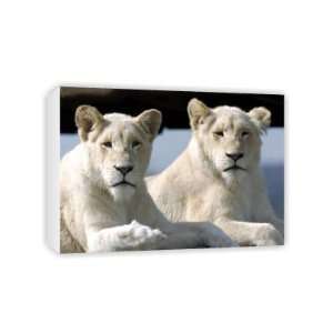  White Lions at the West Midland Safari Park,   Canvas 