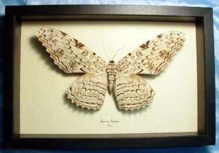   showpiece for any collection also known as the white witch moth