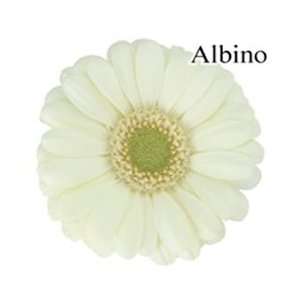  Albino White Mini Gerbera Daisies   140 Stems Arts 