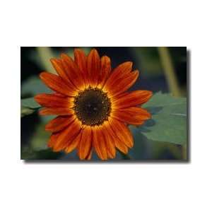  Autumn Beauty Sunflower Waynesboro Pennsylvania Giclee 