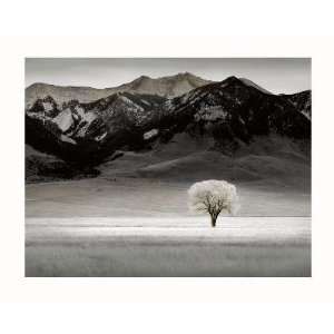  Dennis Frates   Solitary Tree