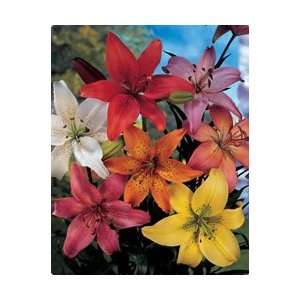  Lily   Asiatic   Mixed Colors Flower Bulbs Patio, Lawn 