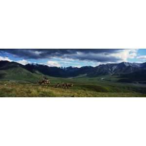 Mountain Scene with Herd of Caribou on Tundra, Denali National Park 