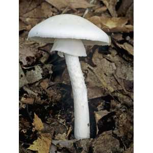  Destroying Angel Mushroom, Amanita Virosa, Ohio Stretched 