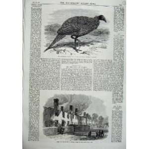  1870 Vulturine Guinea Fowl Ruins Broadclist Exeter Fire 