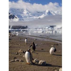  Gentoo Penguins, Neko Harbor, Gerlache Strait, Antarctic 
