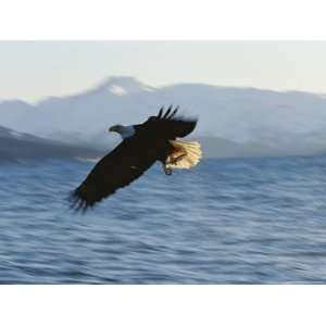  American Bald Eagle Grabs a Fish on the Fly Stretched 