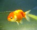 Live Fancy Chinese Goldfish  3 Sakura Ranchu items in 