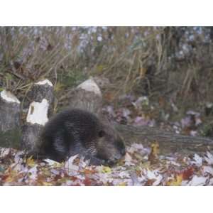 Beaver Next to Recently Felled Trees, Castor Canadensis, North America 