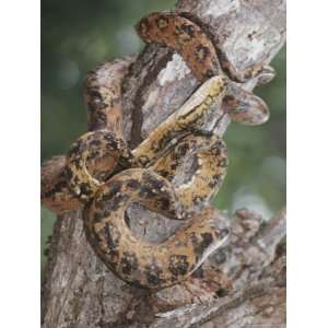  A Captive Taipan, One of the Worlds Ten Most Poisonous 