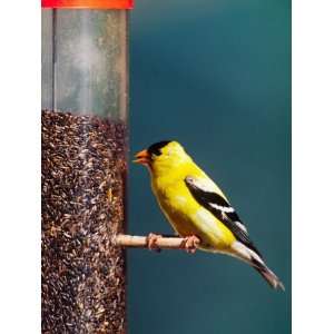 Male American Goldfinch at Feeder, Washington State, USA Photographic 