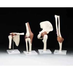    Elbow Bone Joint Economy Functional Model Industrial & Scientific