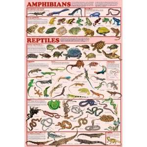  Feenixx Publishing Amphibians & Reptiles Poster