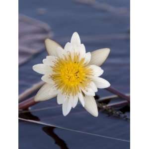 Water Lily, Nymphaea Caerulea, Chobe River, Chobe National Park 