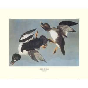  Golden Eye Duck Giclee Poster Print by John James Audubon 
