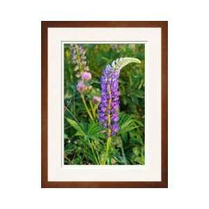 Lupine Flowers Arlington Massachusetts Framed Giclee Print 