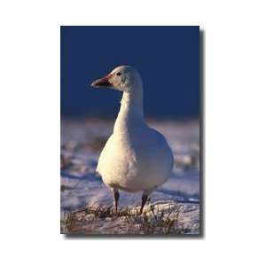  Snow Goose Nunavut Northwest Territories Canada Giclee 