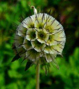 10 Scabiosa africana Seeds   South African Perennial  